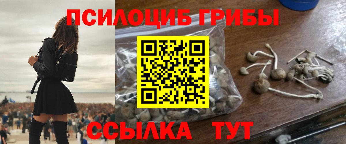 Кызыл  Псилоцибиновые грибы Psilocybine cubensis  Вход с VPN  Псилоцибиновые грибы Psilocybe 